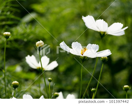 White cosmos White cosmos 101397442