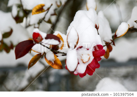 冰雪覆蓋的玫瑰花朵 101397504