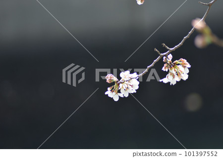 Cherry Blossoms Cherry Blossoms 101397552