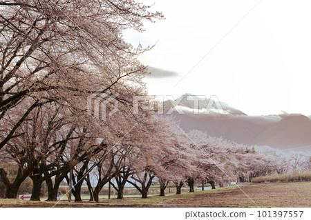 Nagasaka-cho, Hokuto City, Kabu district cherry blossom trees and Mt. 101397557