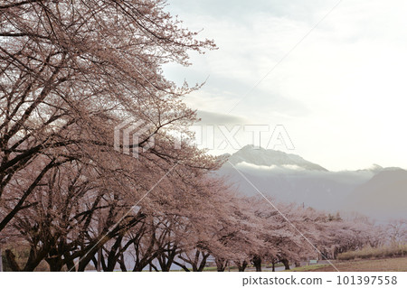 Nagasaka-cho, Hokuto City, Kabu district cherry blossom trees and Mt. 101397558