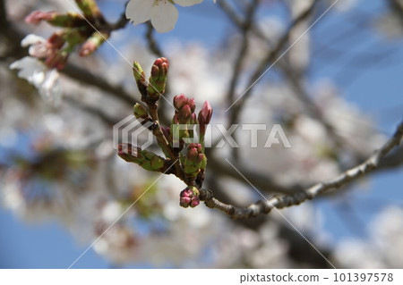 春天櫻花盛開的大阪高槻城公園 春天櫻花盛開的大阪高槻城公園 101397578