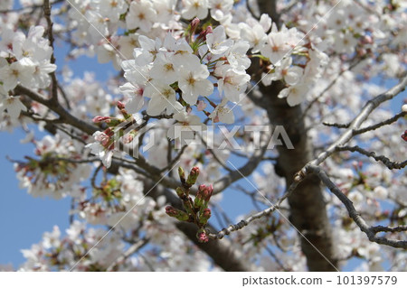 春天櫻花盛開的大阪高槻城公園 101397579