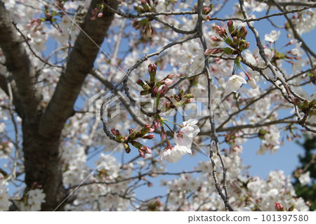春天櫻花盛開的大阪高槻城公園 春天櫻花盛開的大阪高槻城公園 101397580