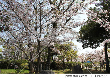 Spring at Osaka Takatsuki Castle Park with cherry blossoms in full bloom Spring at Osaka Takatsuki Castle Park with cherry blossoms in full bloom 101397586