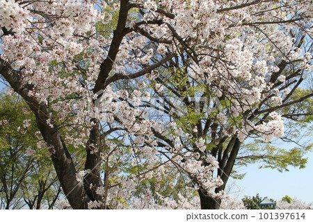 Spring at Osaka Takatsuki Castle Park with cherry blossoms in full bloom Spring at Osaka Takatsuki Castle Park with cherry blossoms in full bloom 101397614