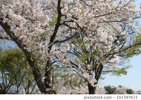 春天櫻花盛開的大阪高槻城公園 春天櫻花盛開的大阪高槻城公園 101397615