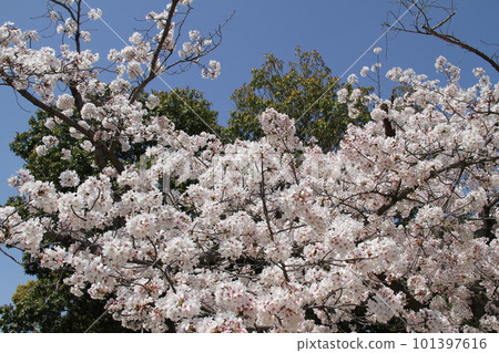 Spring at Osaka Takatsuki Castle Park with cherry blossoms in full bloom Spring at Osaka Takatsuki Castle Park with cherry blossoms in full bloom 101397616