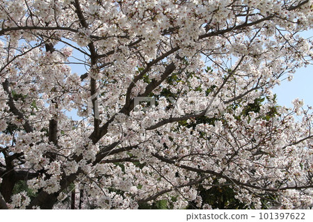 春天櫻花盛開的大阪高槻城公園 春天櫻花盛開的大阪高槻城公園 101397622
