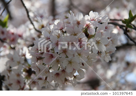 Spring at Osaka Takatsuki Castle Park with cherry blossoms in full bloom 101397645