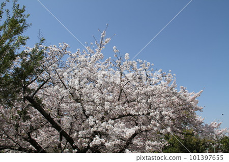 Spring at Osaka Takatsuki Castle Park with cherry blossoms in full bloom 101397655