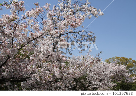 Spring at Osaka Takatsuki Castle Park with cherry blossoms in full bloom 101397658
