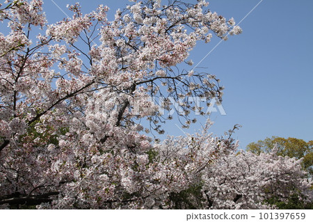 Spring at Osaka Takatsuki Castle Park with cherry blossoms in full bloom 101397659