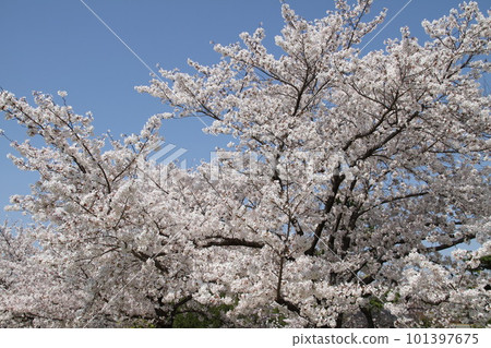 春天櫻花盛開的大阪高槻城公園 春天櫻花盛開的大阪高槻城公園 101397675
