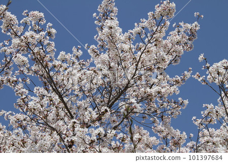 Spring at Osaka Takatsuki Castle Park with cherry blossoms in full bloom 101397684