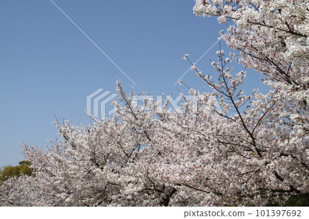 春天櫻花盛開的大阪高槻城公園 101397692