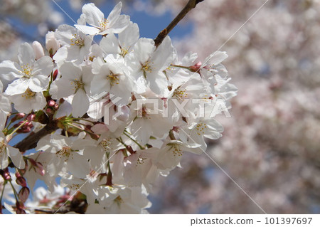 春天櫻花盛開的大阪高槻城公園 101397697