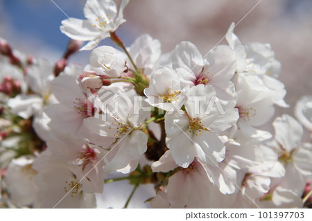 春天櫻花盛開的大阪高槻城公園 101397703