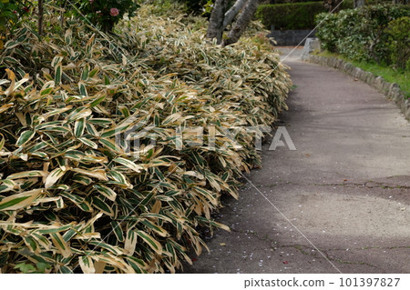 Kumazasa narrow path/Winter leaves Kumazasa narrow path/Winter leaves 101397827