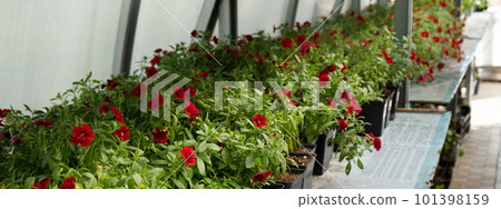 Plant nursery for sale in pots. Landscaping of the garden and terraces. Selling flower seedlings in pots 101398159