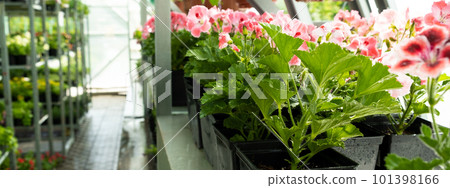 Plant nursery for sale in pots. Landscaping of the garden and terraces. Selling flower seedlings in pots Plant nursery for sale in pots. Landscaping of the garden and terraces. Selling flower seedlings in pots 101398166