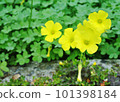 Yellow Kabaki Flower 101398184