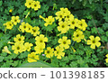 Yellow Kabaki Flower 101398185