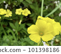 Yellow Kabaki Flower 101398186