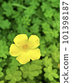 Yellow Kabaki Flower 101398187