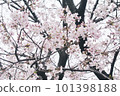 cloudy sky and cherry blossoms 101398188
