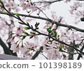 cloudy sky and cherry blossoms 101398189