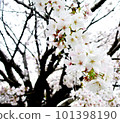 cloudy sky and cherry blossoms 101398190