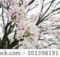 cloudy sky and cherry blossoms 101398191