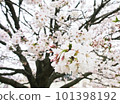 cloudy sky and cherry blossoms 101398192