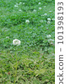 White clover 101398193