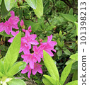 Azaleas and young leaves 101398213
