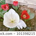 White and red tulips 101398215