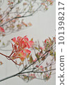 Red dogwood 101398217