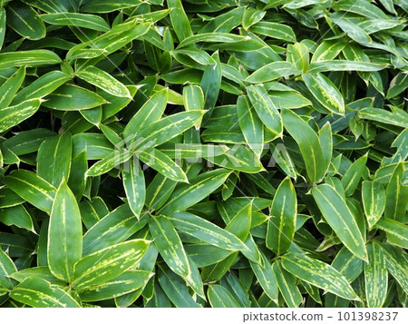 Kumagasa in summer 101398237