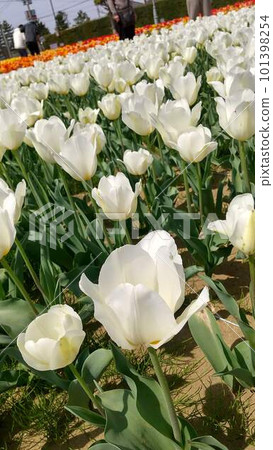 白色鬱金香 白色鬱金香 101398254