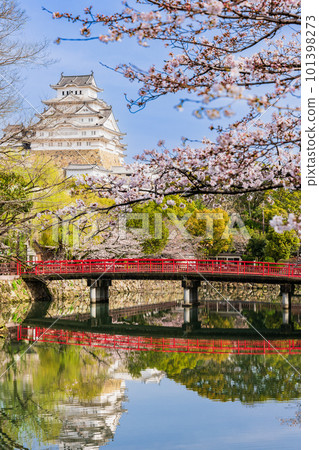 櫻花盛開的姬路城 Shiromi Bridge 和 Main Keep Vertical 構圖 櫻花盛開的姬路城 Shiromi Bridge 和 Main Keep Vertical 構圖 101398273