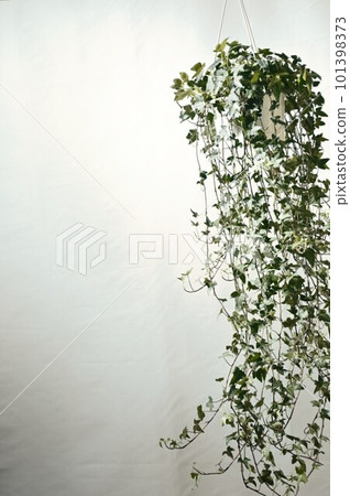 Hanging potted creeper (ivy) that grows well in both strong sunlight and semi-shade Hanging potted creeper (ivy) that grows well in both strong sunlight and semi-shade 101398373