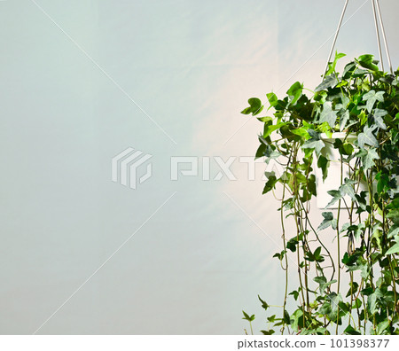 Hanging potted creeper (ivy) that grows well in both strong sunlight and semi-shade 101398377