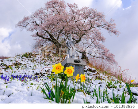 櫻花和水仙花的春天風景 101398656
