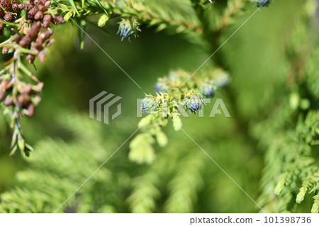 Japanese cedar cone (female flower) 101398736