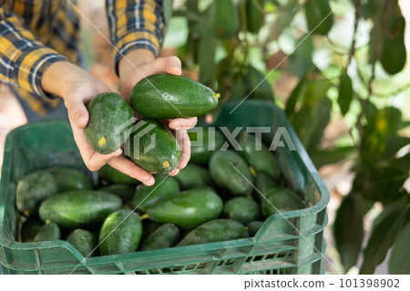 From above of gardener hands holding fresh picked green avocados in front of plastic box on farm in autumn 101398902
