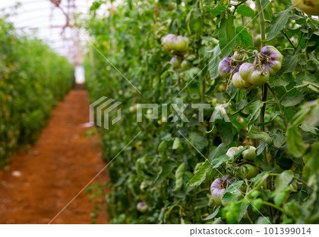 Plantation of blue tomatoes ripening in commercial glasshouse Plantation of blue tomatoes ripening in commercial glasshouse 101399014