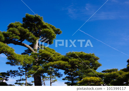 A landscape with pine trees and a blue sky A well-tended pine tree Japanese style 101399117