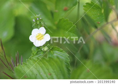 小蝦夷蛇草莓花 小蝦夷蛇草莓花 101399140