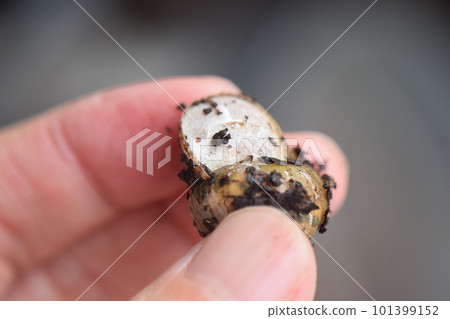 snail with shell closed 101399152